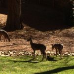Deerfield Cabin Deer