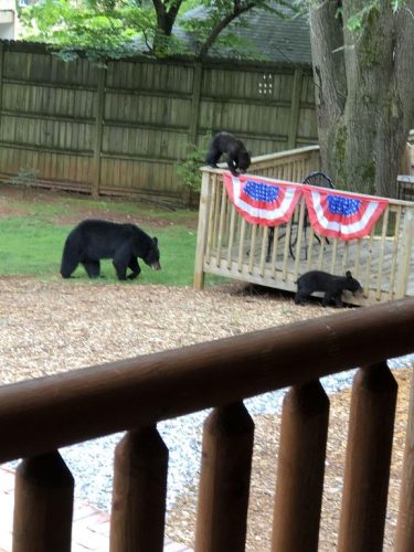 Deerfield Cabin Bears